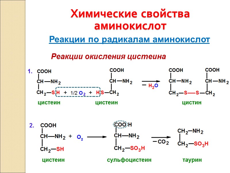 Химические свойства аминокислот Реакции по радикалам аминокислот Реакции окисления цистеина цистеин   